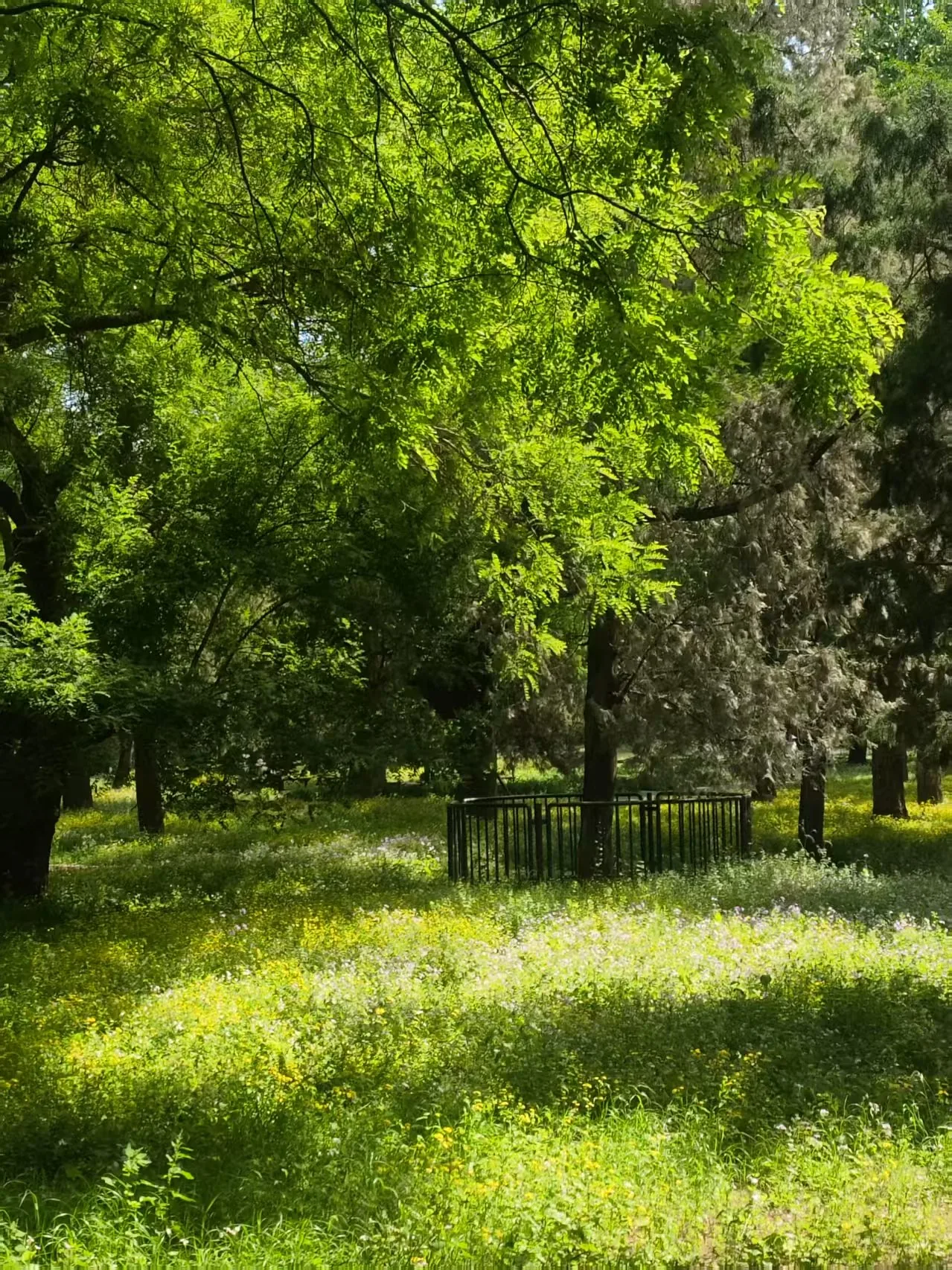 A quiet green spring afternoon