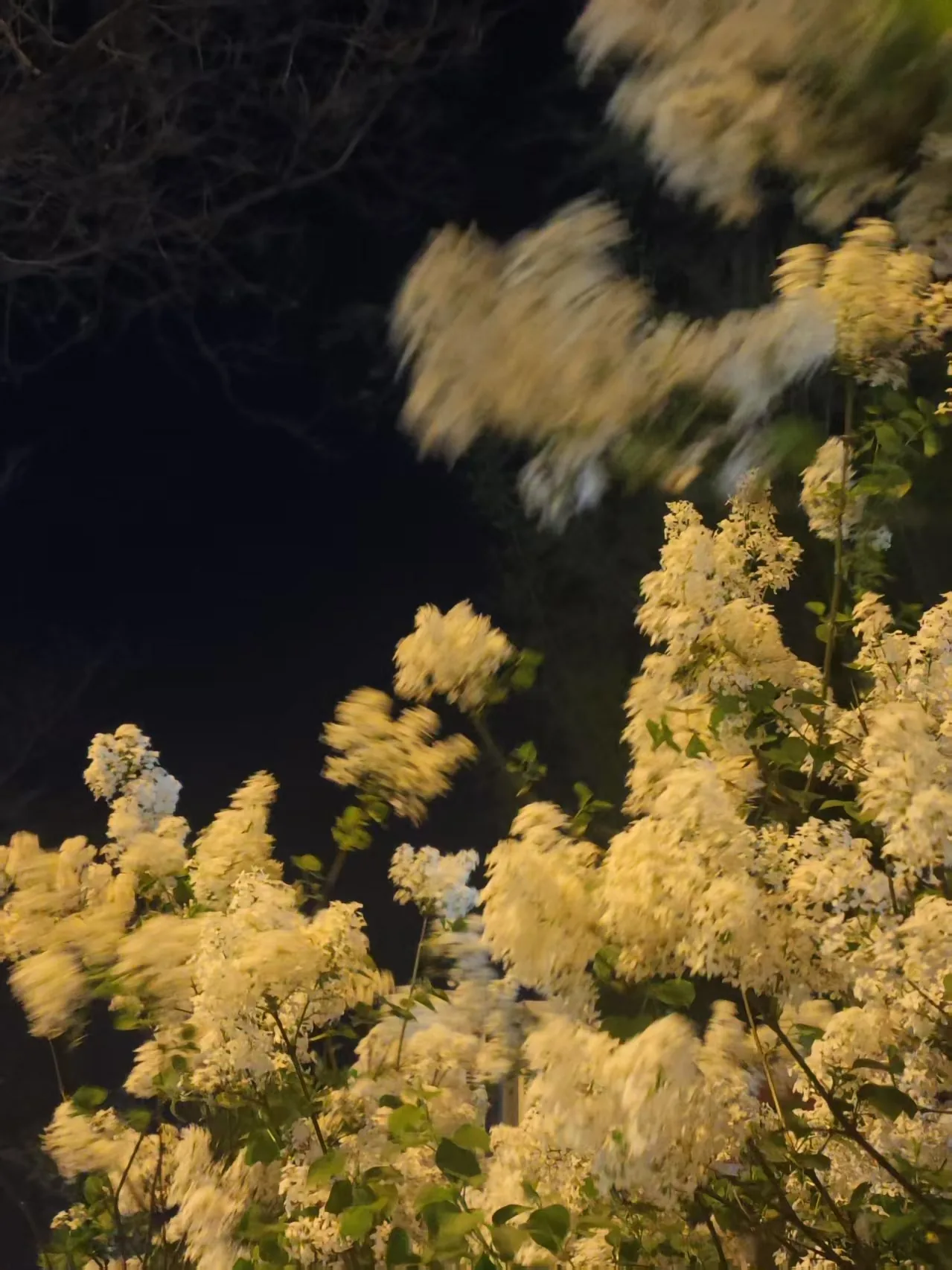 Lilacs moving in the spring night breeze
